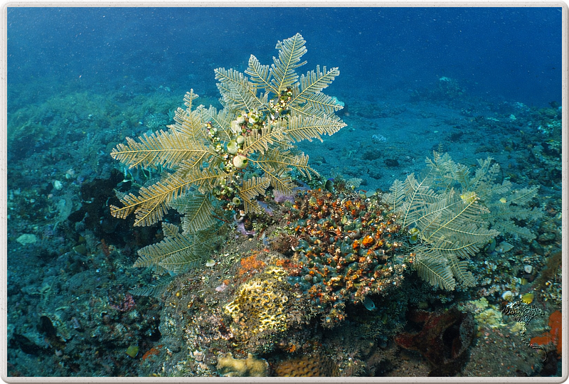bali_2009-09-18_11-44-16