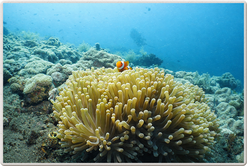 bali_2009-09-18_14-16-45