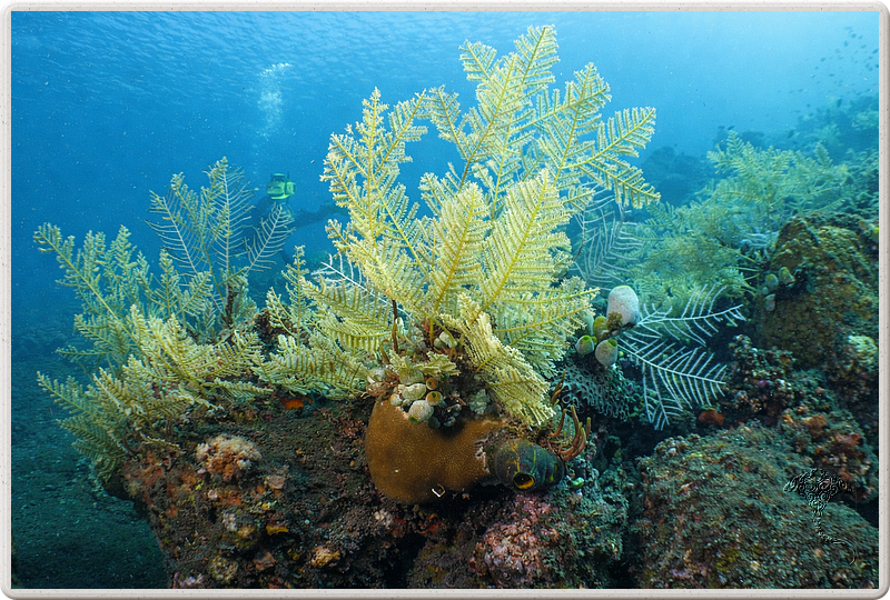 bali_2009-09-18_14-43-11