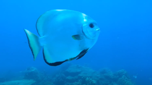 Derivante Cozumel
