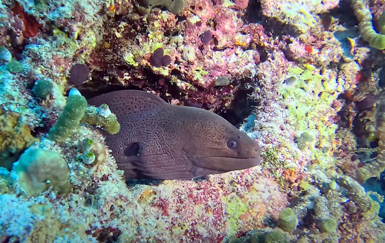 Vidéos Maldives