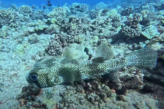 Bora Bora - Tapu