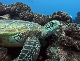 Turtles Reef