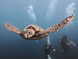 Turtles Reef