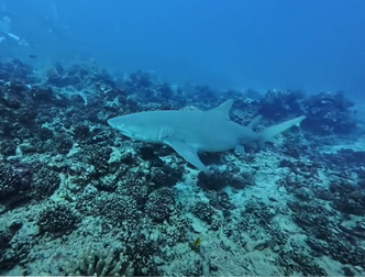 plongée requins citrons