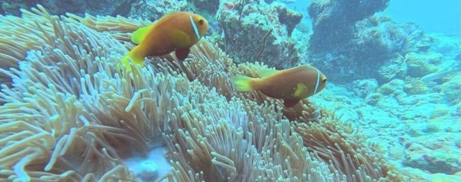 Croisière grand Nord